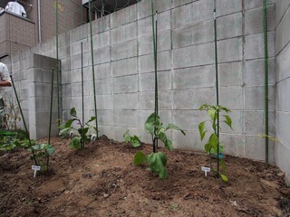 P6110026.JPG